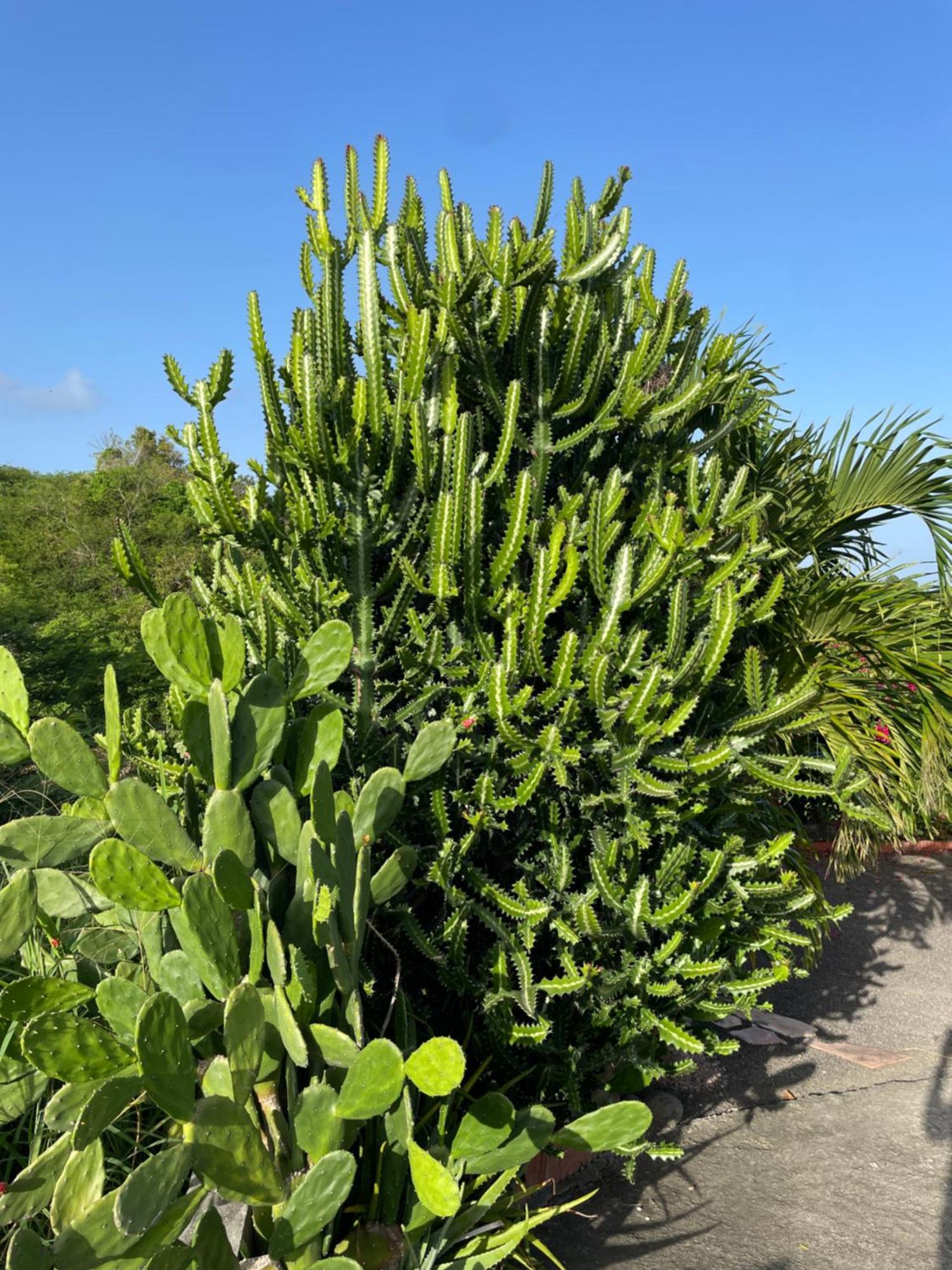 סנט-אן Villa Les Terrasses De Fonds Thezan מראה חיצוני תמונה
